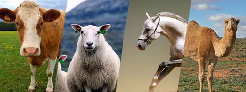 Sheep & horses